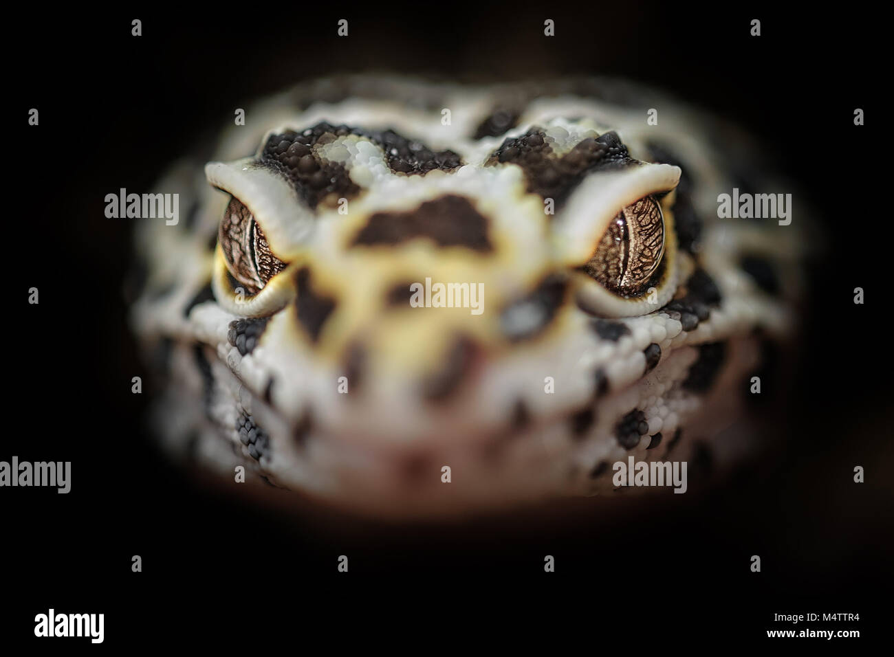 Chef de leopard gecko commun. Libre de tête de dragon Banque D'Images