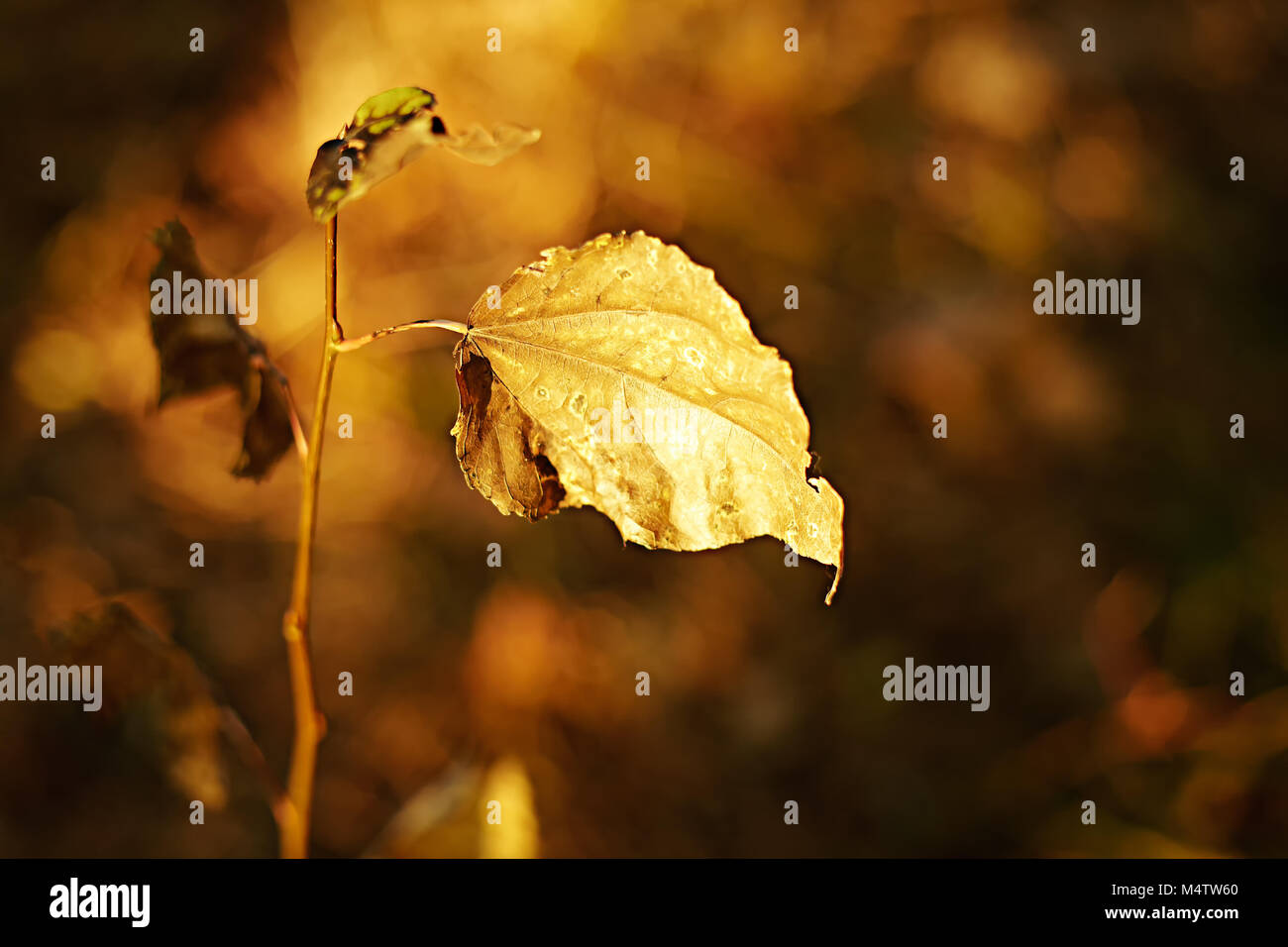 Automne fond. Résumé fond d'automne vintage avec des feuilles colorées et sun flares. Forêt d'automne doré Banque D'Images