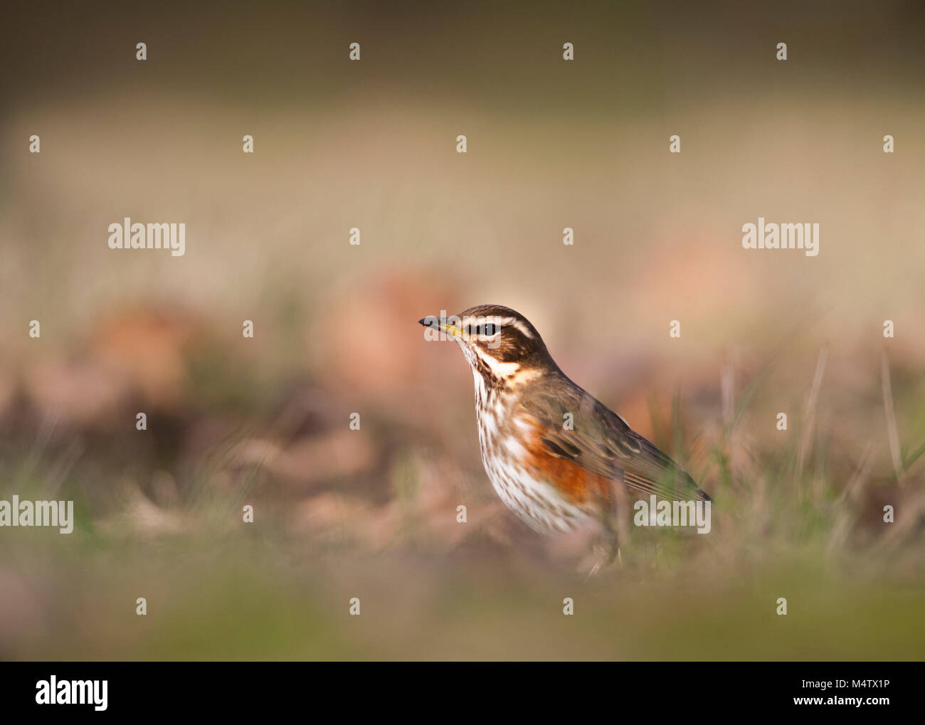 (Turdus iliacus Redwing,), sur l'alimentation au sol, Regents Park, Londres, Royaume-Uni Banque D'Images