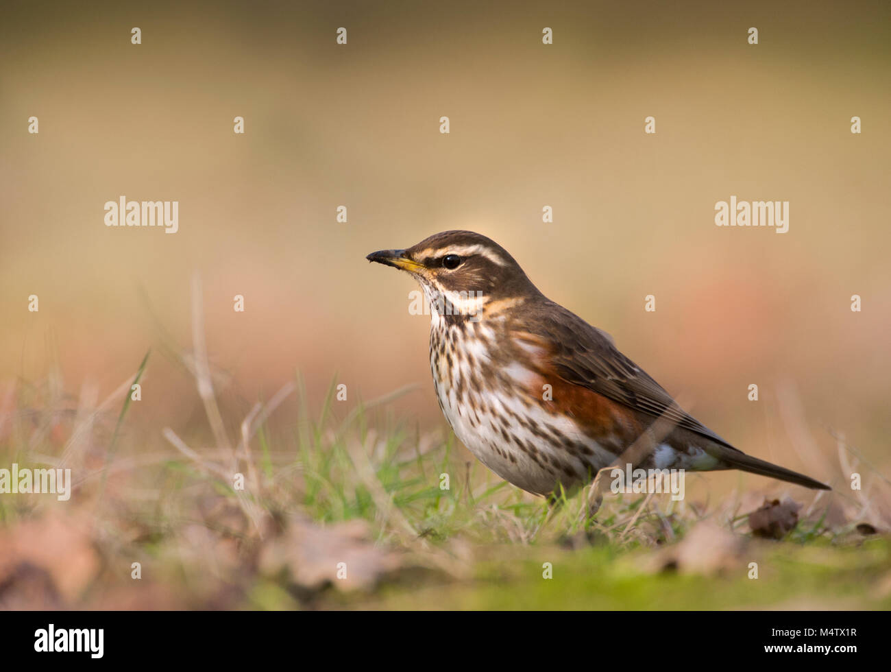 (Turdus iliacus Redwing,), sur l'alimentation au sol, Regents Park, Londres, Royaume-Uni Banque D'Images