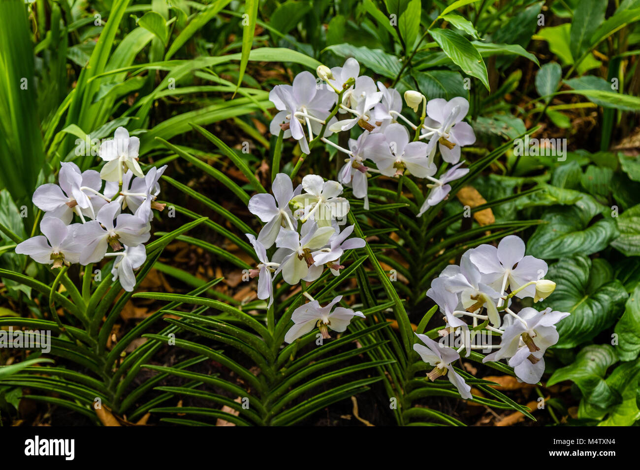 Dans les orchidées au Jardin des Orchidées, jardins botaniques de Singapour, République de Singapour Banque D'Images