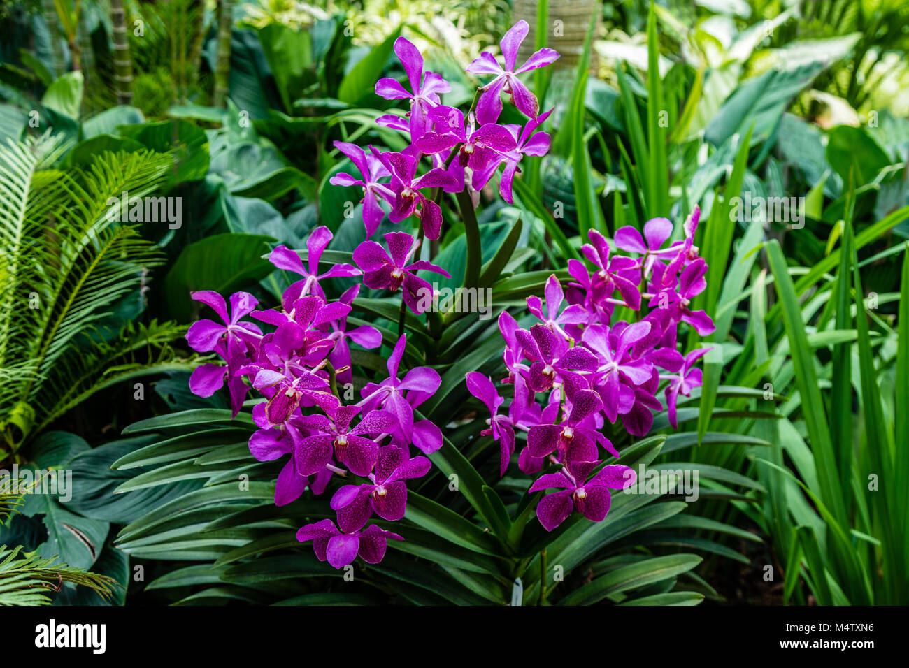 Dans les orchidées au Jardin des Orchidées, jardins botaniques de  Singapour, République de Singapour Photo Stock - Alamy