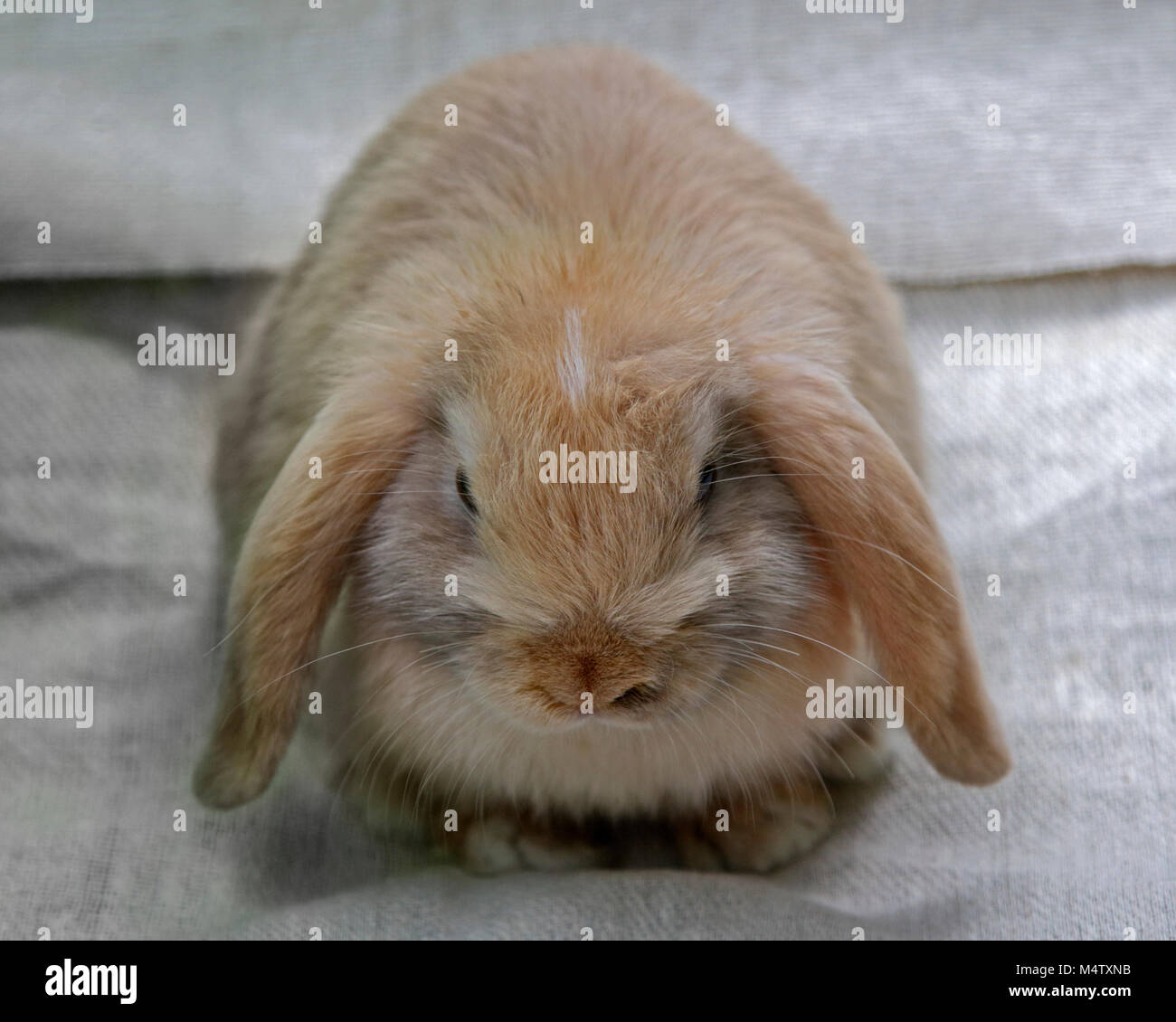 Mini Bebe Lapin Belier Doe Uk Photo Stock Alamy