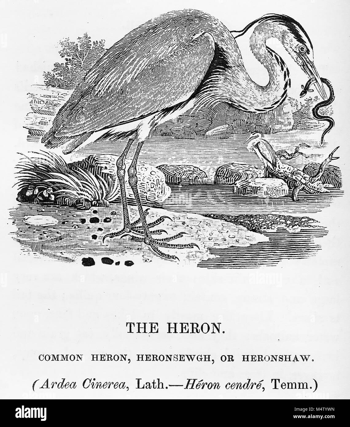THOMAS Bewick (1753-1828) Naturaliste anglais et graveur. Gravure sur bois à partir de son 'A History of British Birds' publié en deux volumes en 1797 et 1804 Banque D'Images