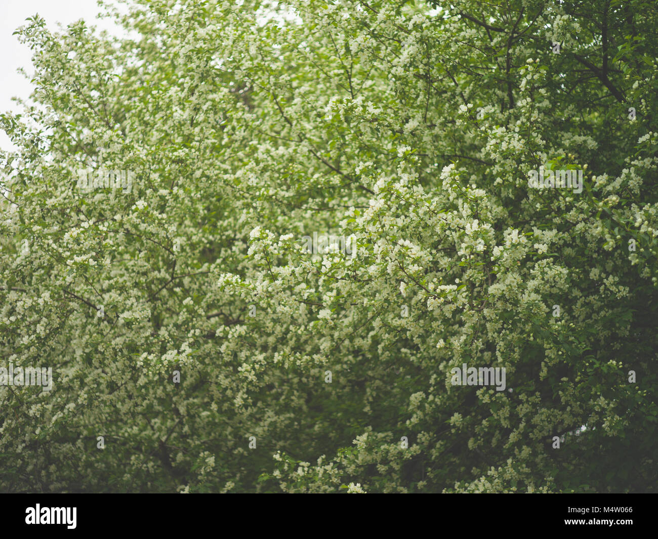 Brunch d'arbres avec des fleurs blanches. Sakura Banque D'Images