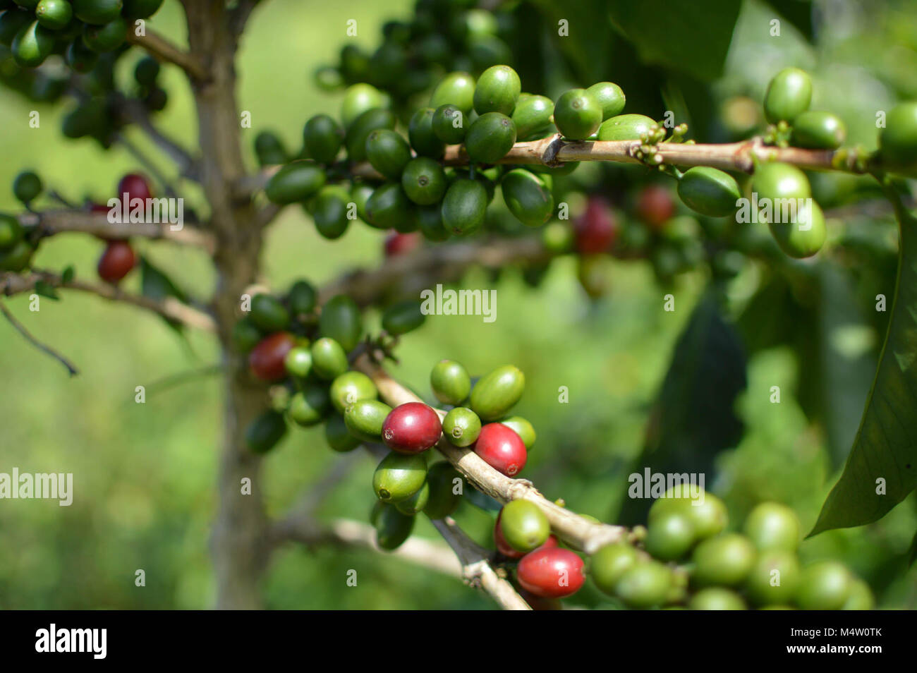 Close up of les grains de café et les arbres à les plantations de café dans les montagnes autour du Lac Toba. Sumatra, Indonésie Banque D'Images