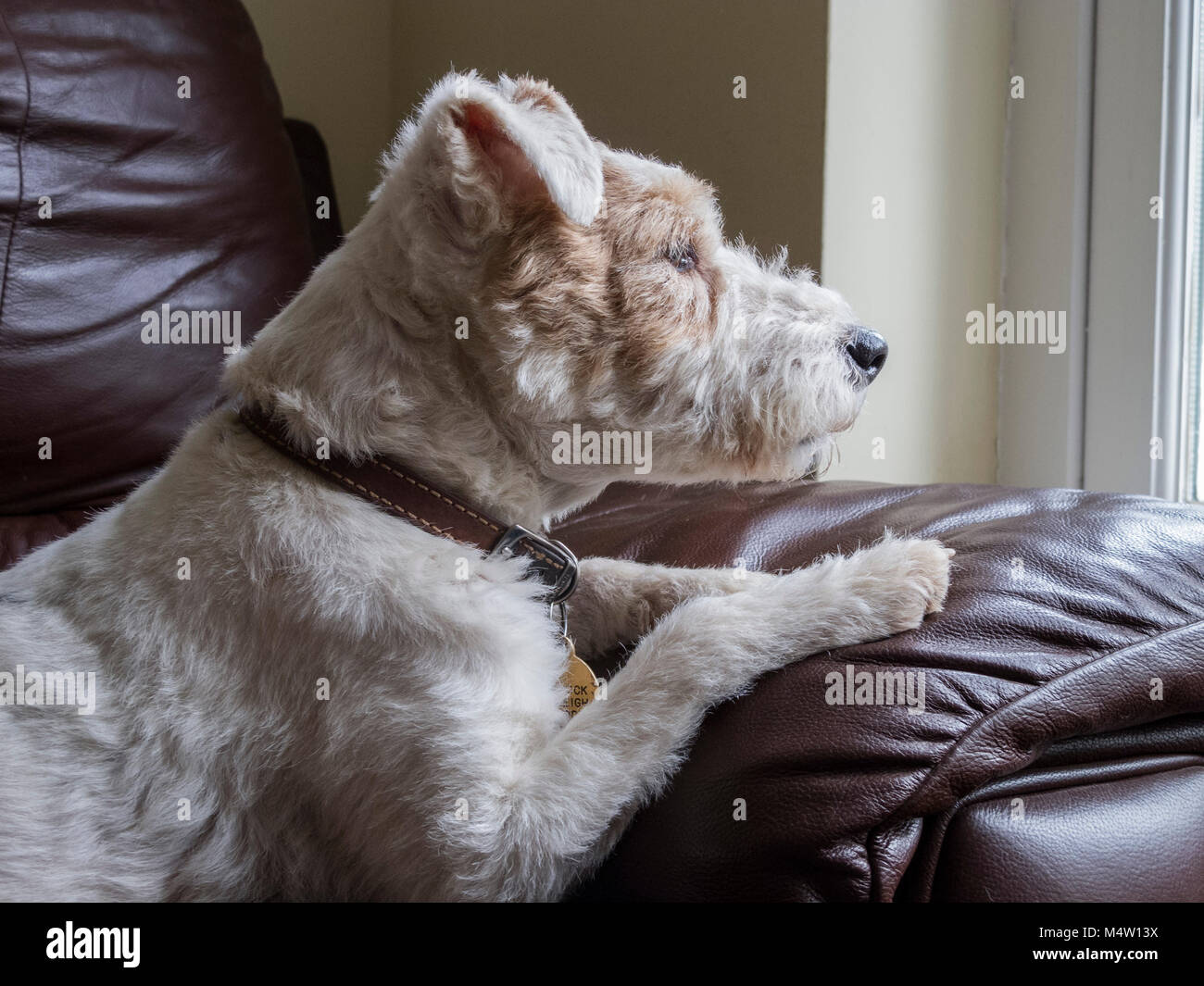 Plus chien terrier allongé sur un canapé en cuir brun à la recherche d'une fenêtre Banque D'Images