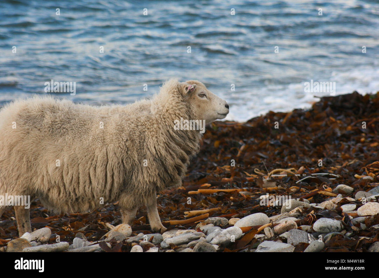 Mouton au bord de la mer Banque de photographies et d’images à haute résolution Alamy