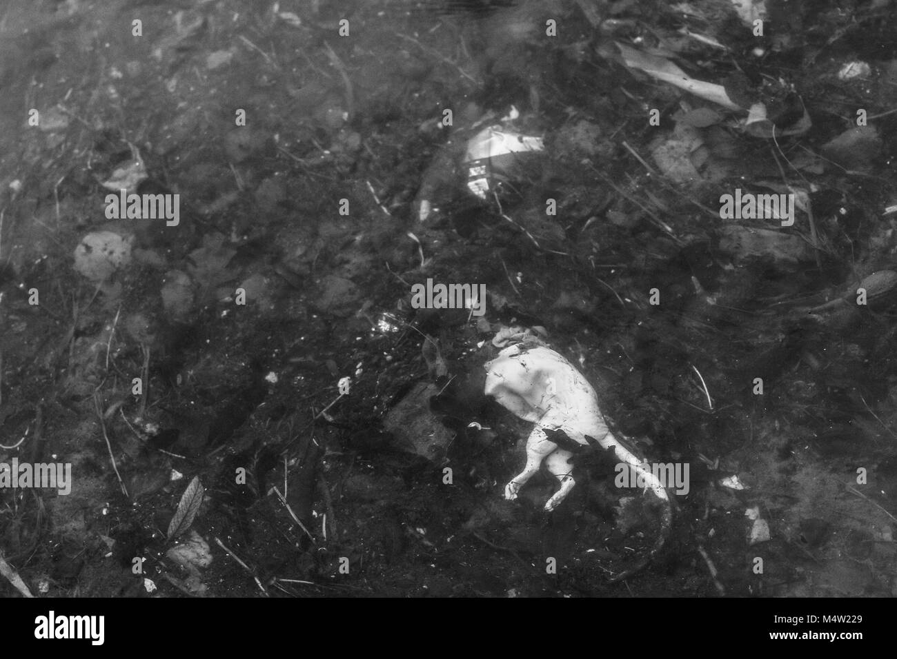 Une photo d'un rat mort couché dans le corps de l'égout partiellement couvert de boue. Banque D'Images