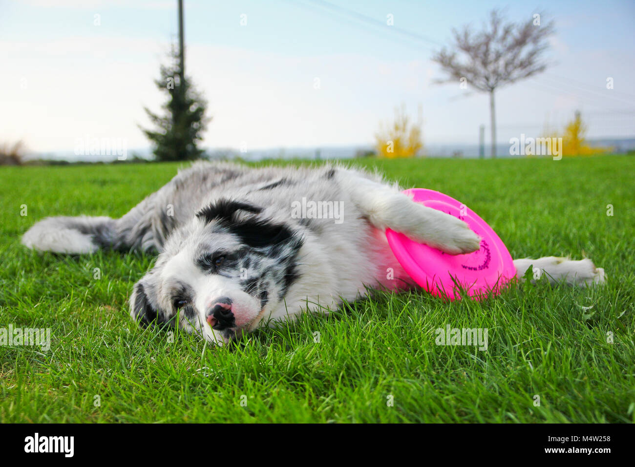 Un mignon jeune femelle berger australien est couché dans l'herbe et la tenue de son frisbee. Elle a l'air heureux et satisfaits. Banque D'Images