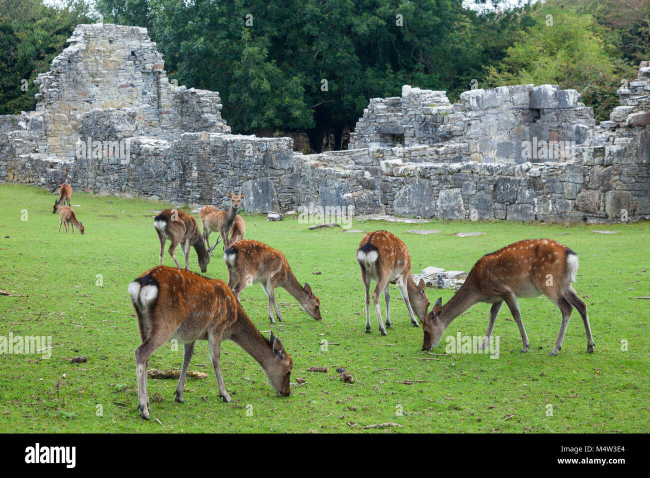 Le cerf sika et abbey ruins sur Innishfallen Island, le Parc National de Killarney, comté de Kerry, Irlande. Banque D'Images