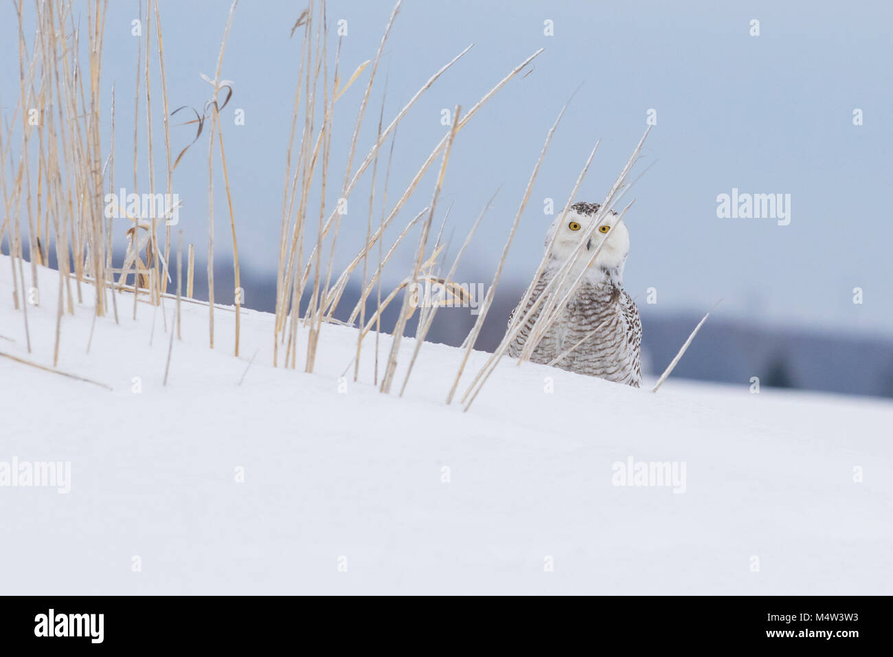 Harfang des neiges en hiver Banque D'Images