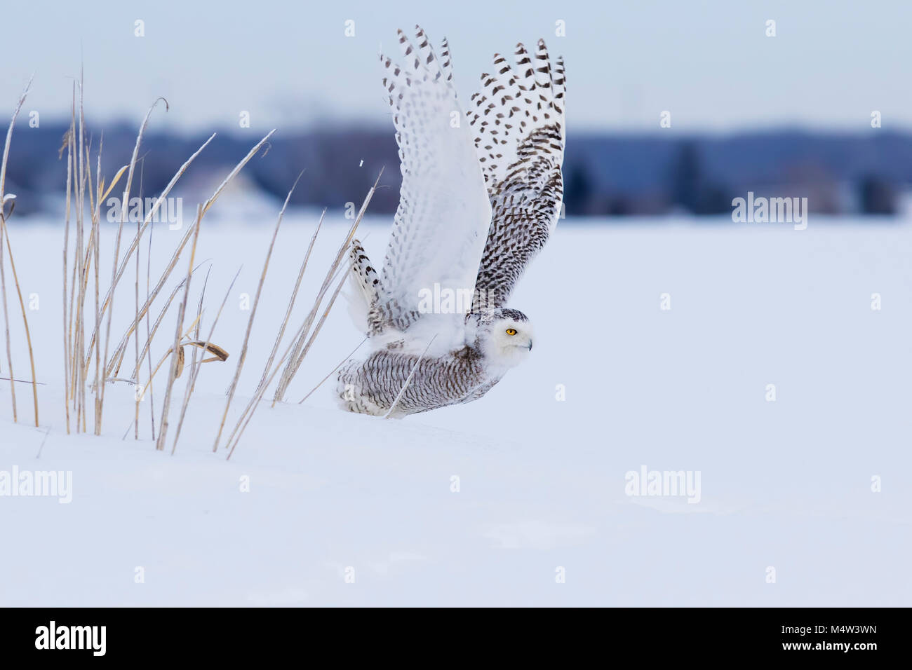 Harfang des neiges en hiver Banque D'Images
