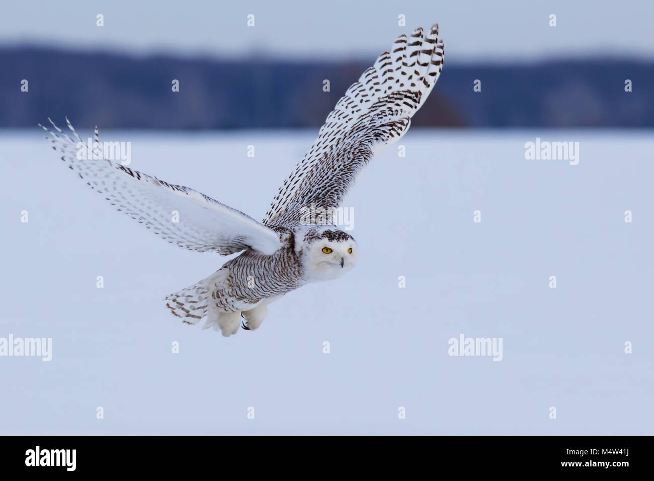 Harfang des neiges en hiver Banque D'Images