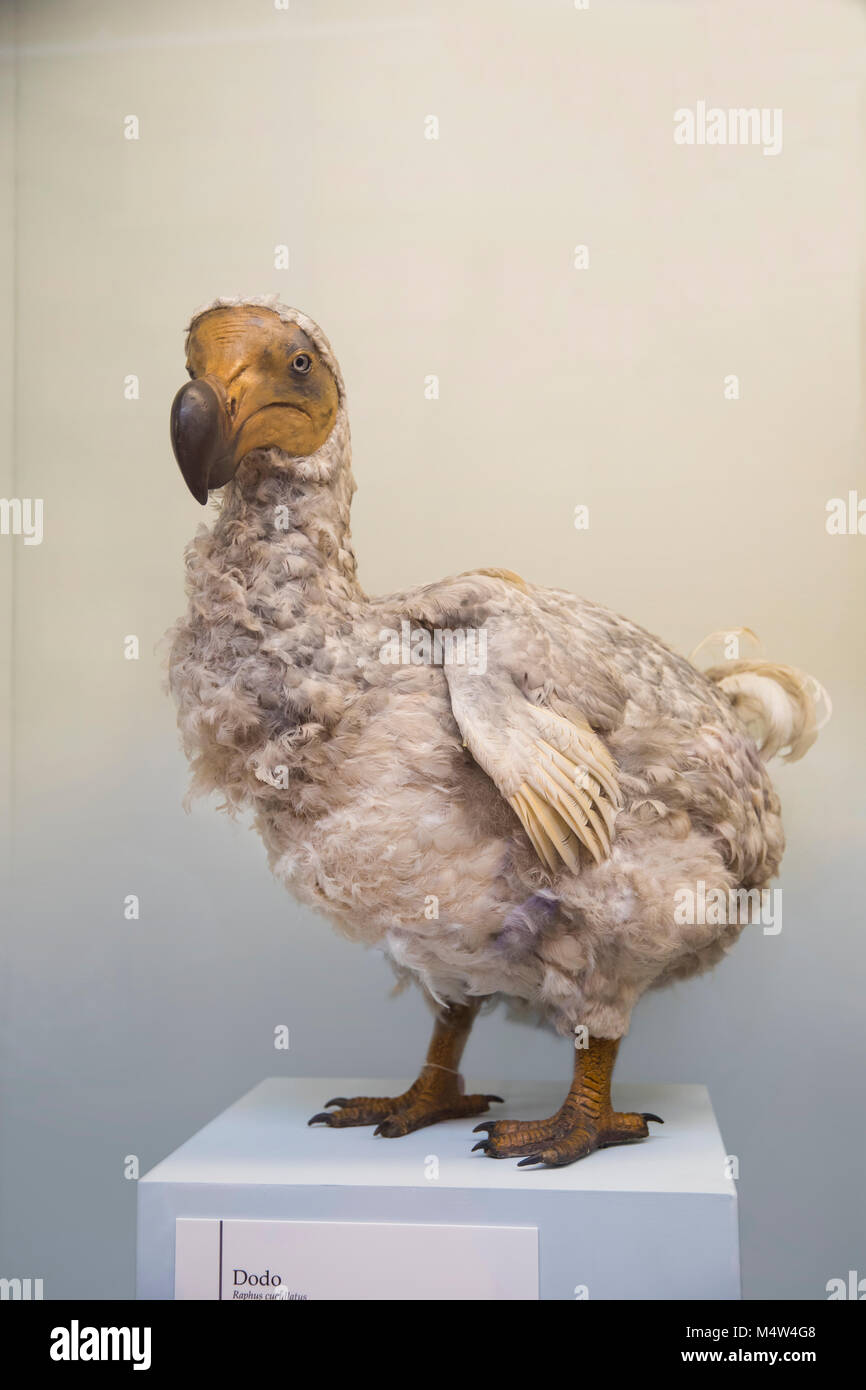 Modèle de la disparue dodo au Natural History Museum London Banque D'Images