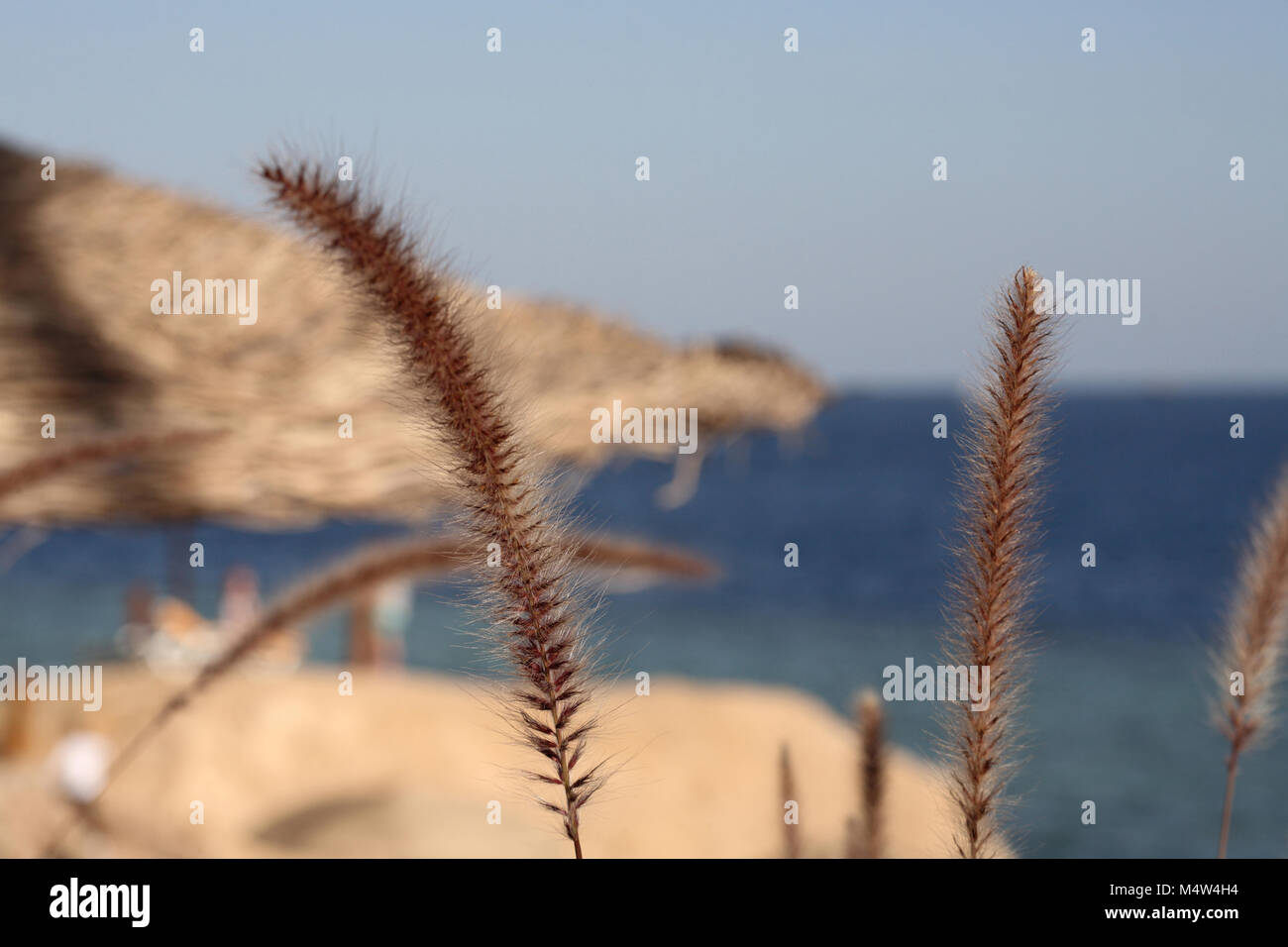 L'Égypte, de la plage, l'arrière-plan de la mer, d'épillets Banque D'Images