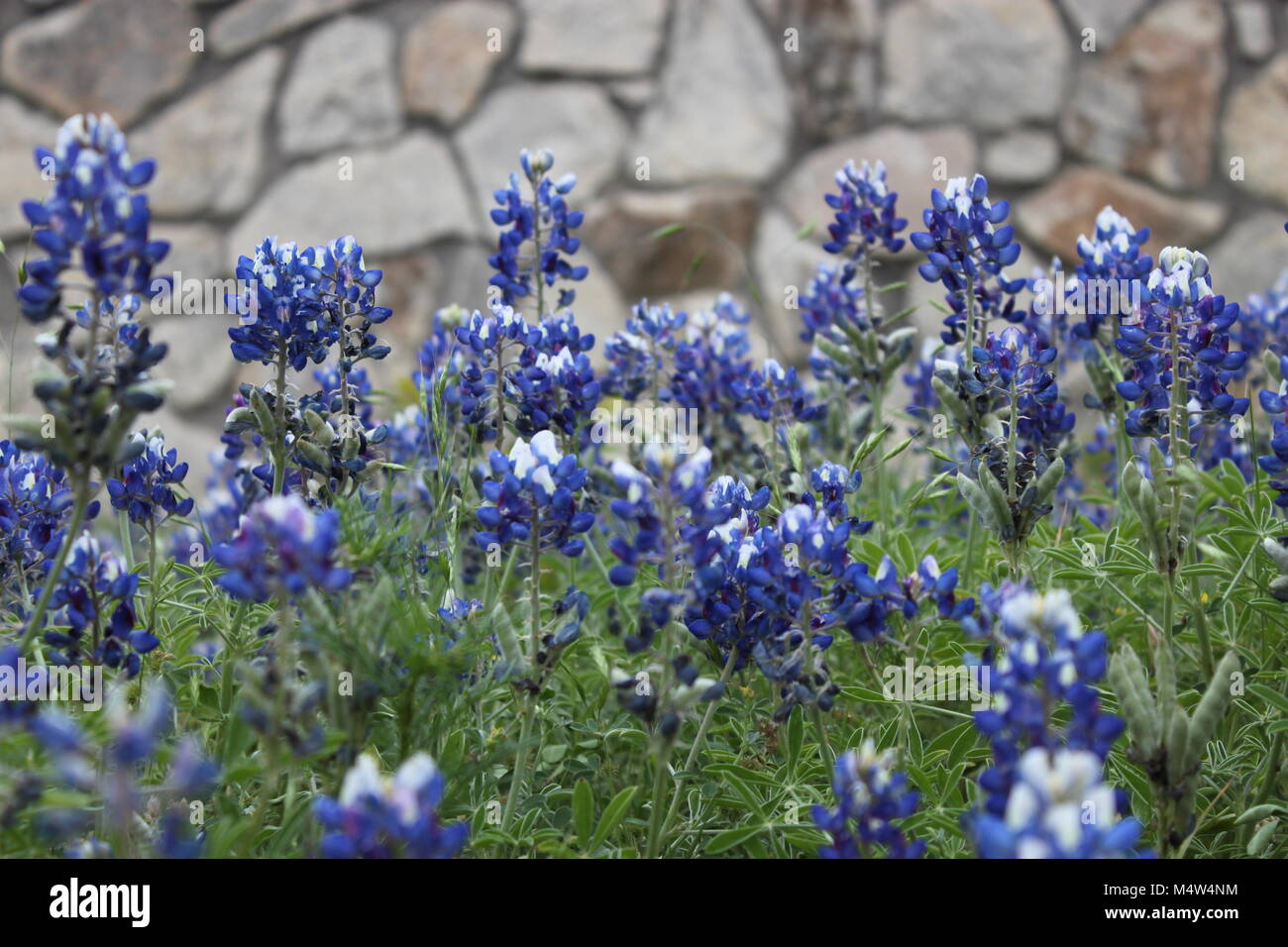 Fleurs de Bluebonnet Banque D'Images