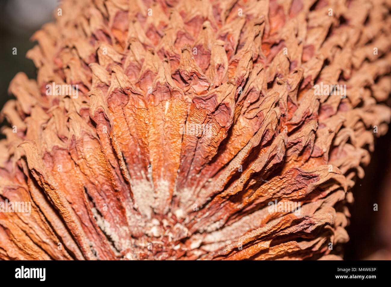 Reine sagou, Indisk kottepalm (Cycas circinalis) Banque D'Images