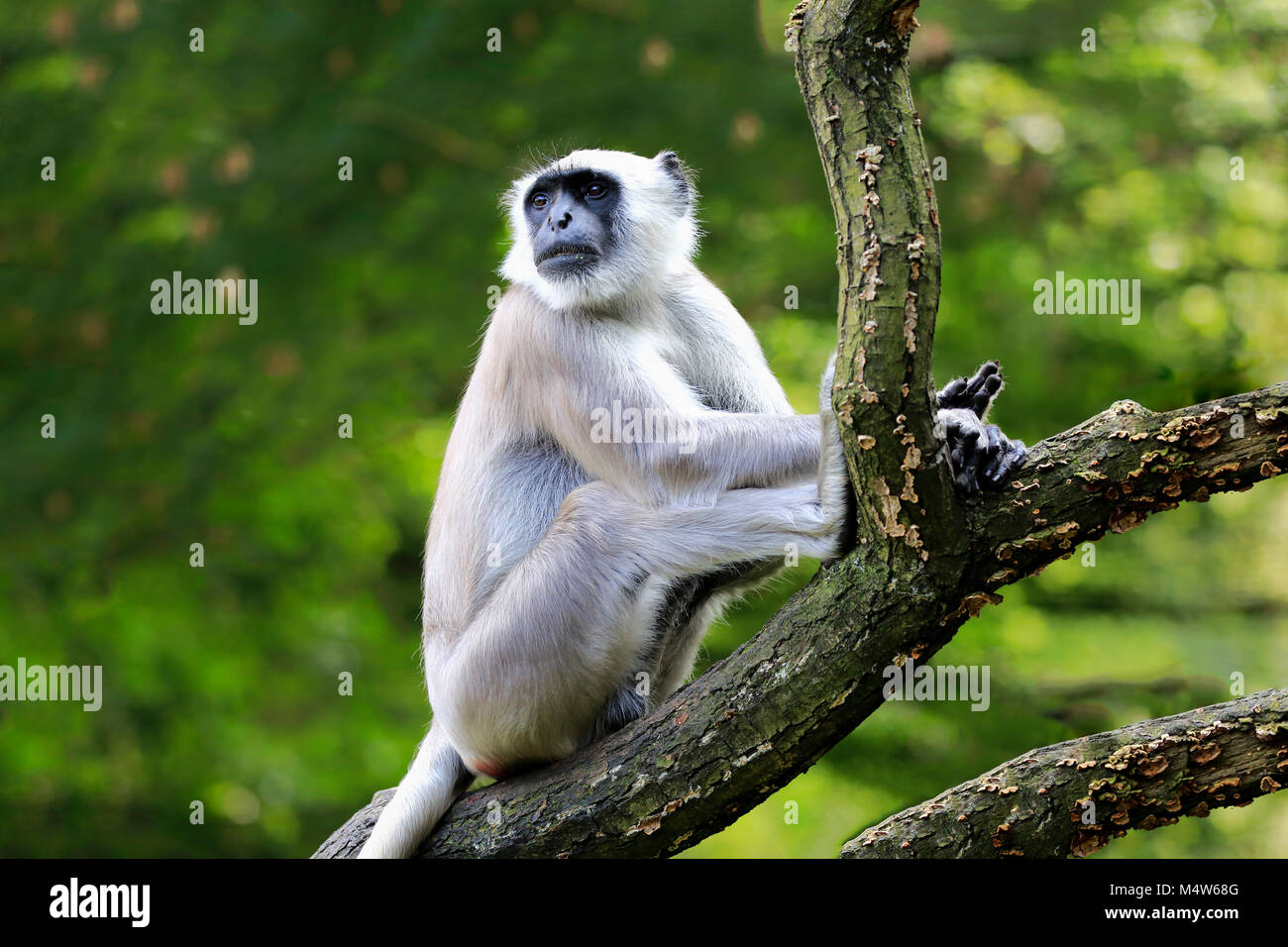 Plaines du Nord gray langur (Semnopithecus animaux singe), adulte, assis sur l'arbre, vigilants, captive Banque D'Images