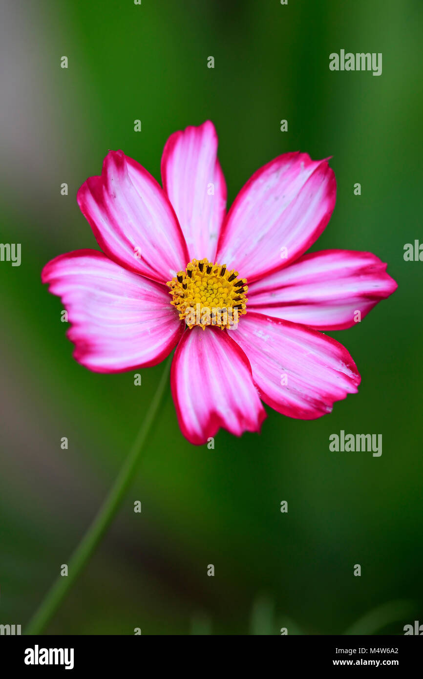 Aster mexicain (Cosmos bipinnatus), rose blossom, Allemagne Banque D'Images