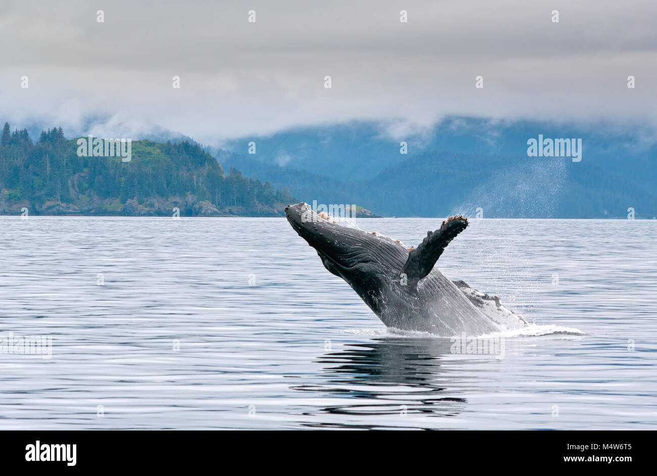 Un whale breaching dans l'océan d'Alaska avec de l'eau splash Banque D'Images