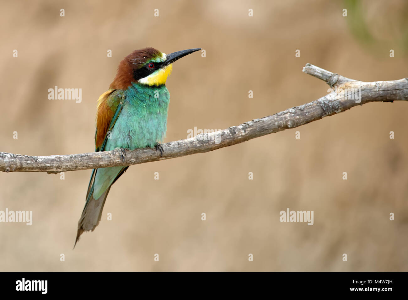 Bee-eater sur une branche Banque D'Images
