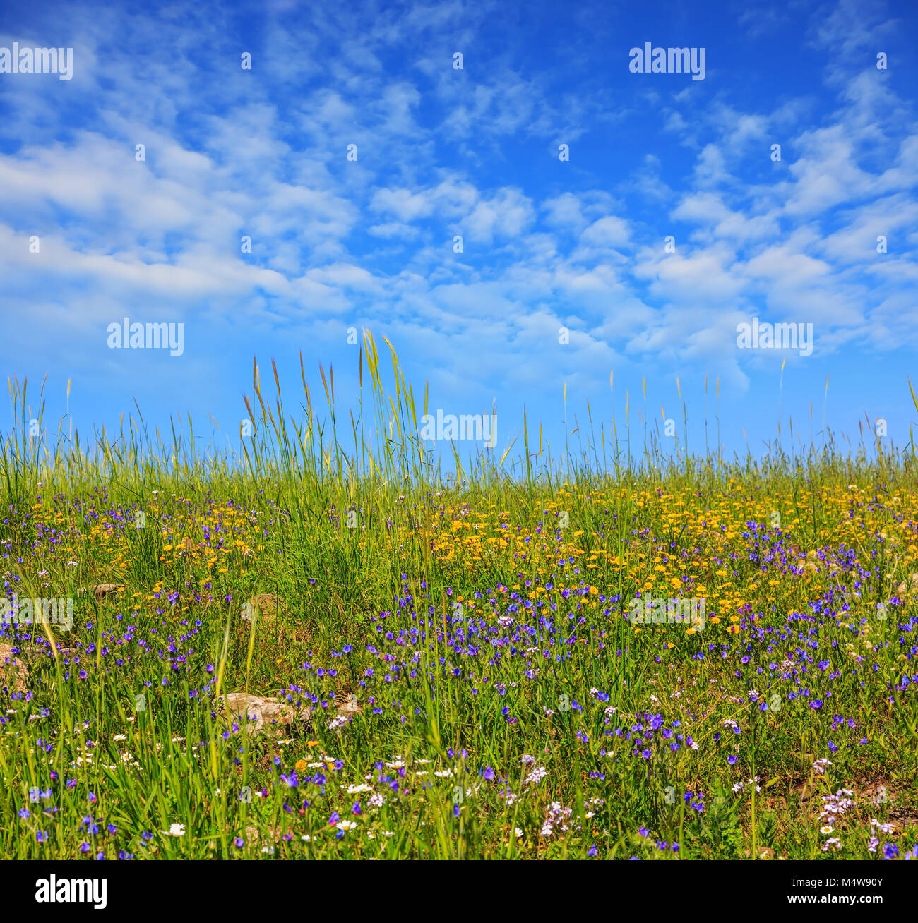 Golan, Israël floraison Banque D'Images