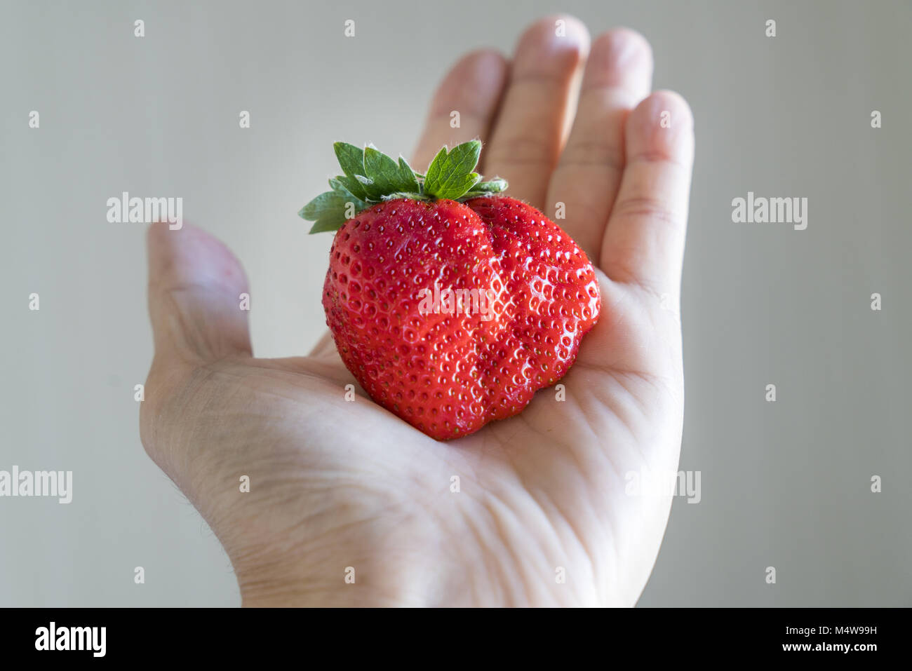 Main tenant une fraise géante frais mûrs Banque D'Images