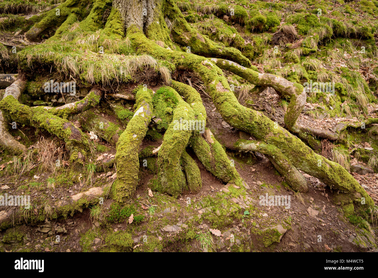 Les racines des arbres couverts de mousse Banque D'Images