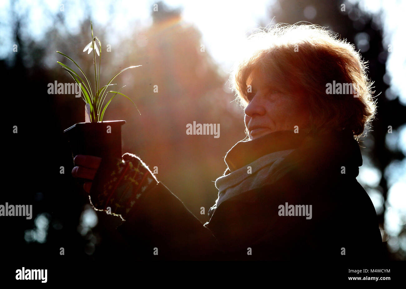 Les amateurs de Snowdrop voient les plantes en vente au cours de la 4e foire annuelle des plantes « Snowdrop sensation » dans le Great Comp Garden, près de Sevenoaks, dans le Kent, où des bulbes de neige rares et inhabituelles peuvent aller jusqu'à £300. Banque D'Images