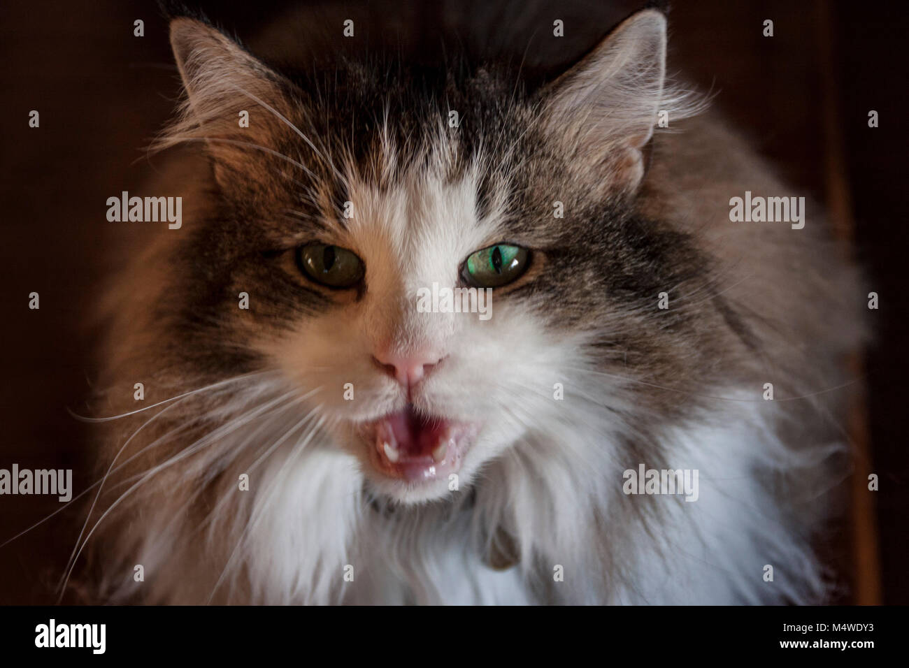 Nez De Chat En Gros Plan Avec Bouche Ouverte Et Yeux Bleus Flous Concentrez Vous Sur Le Nez Le Philotre Et Les Poils Photo Stock Alamy