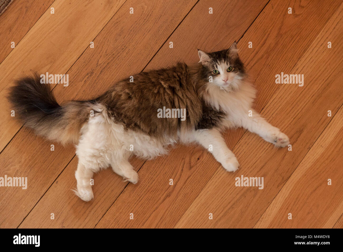 Écaille et blanc chat, chat des forêts norvégiennes,aux cheveux longs,allongé sur toute la longueur sur plancher de bois de chêne américain. Banque D'Images