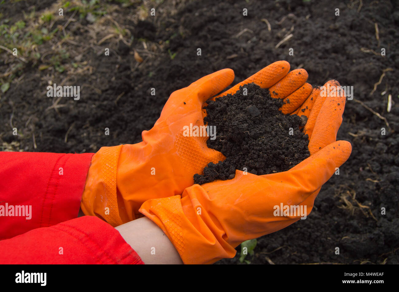 Les mains, qui porte des gants en caoutchouc orange avec l'arrière-plan de sol Banque D'Images