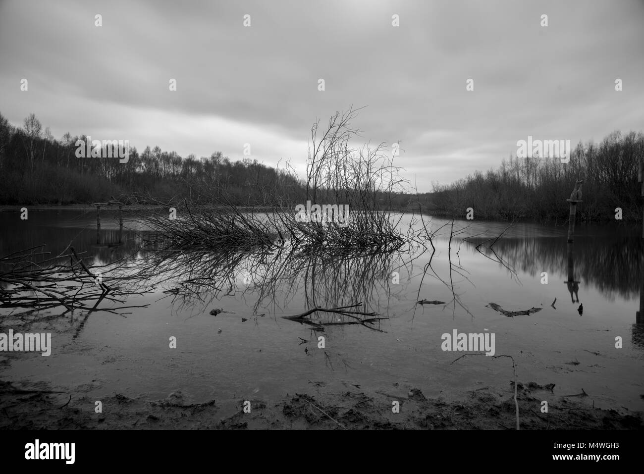 Arbre généalogique sous-marine Banque D'Images