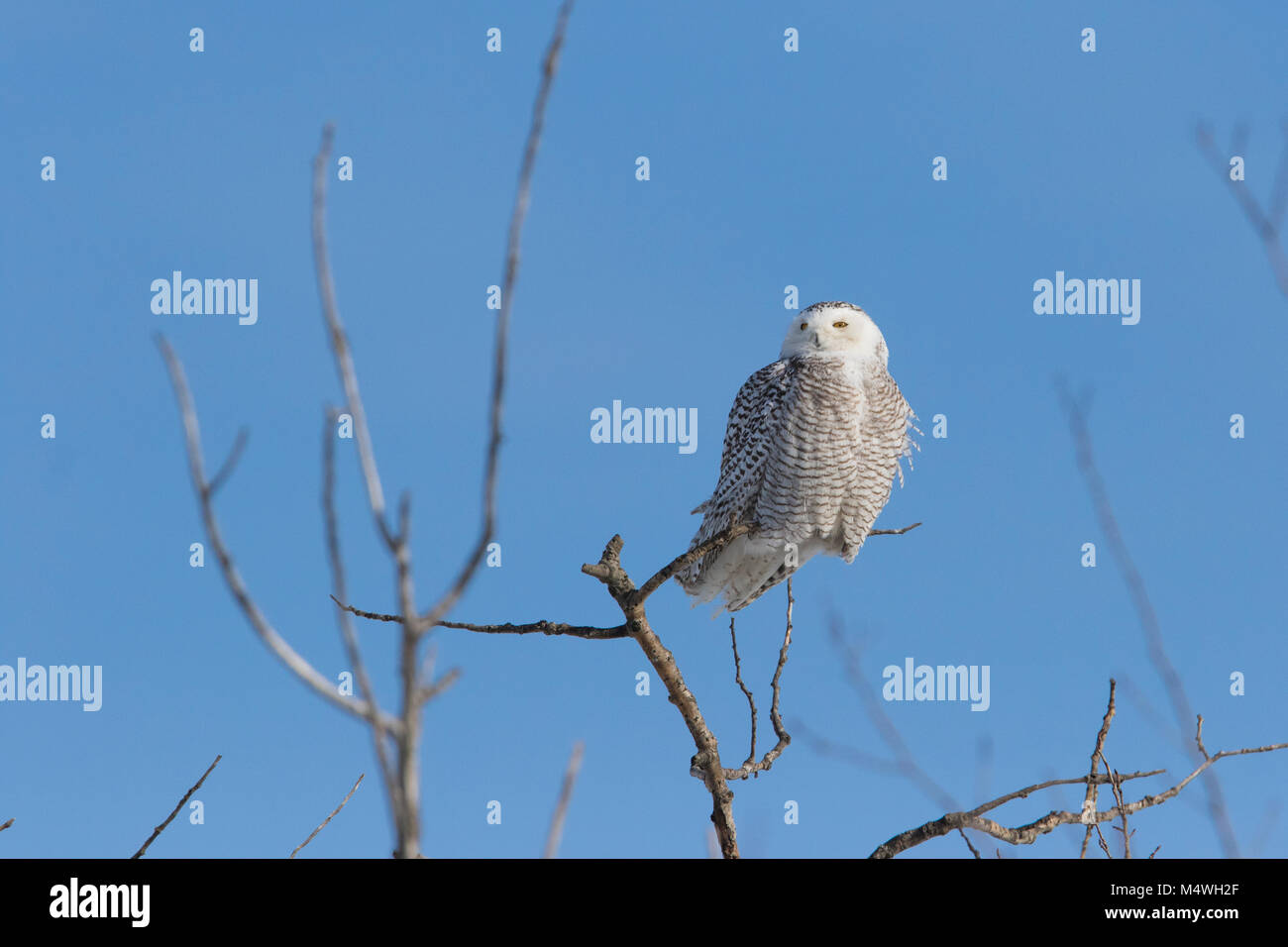 Harfang des neiges en hiver Banque D'Images