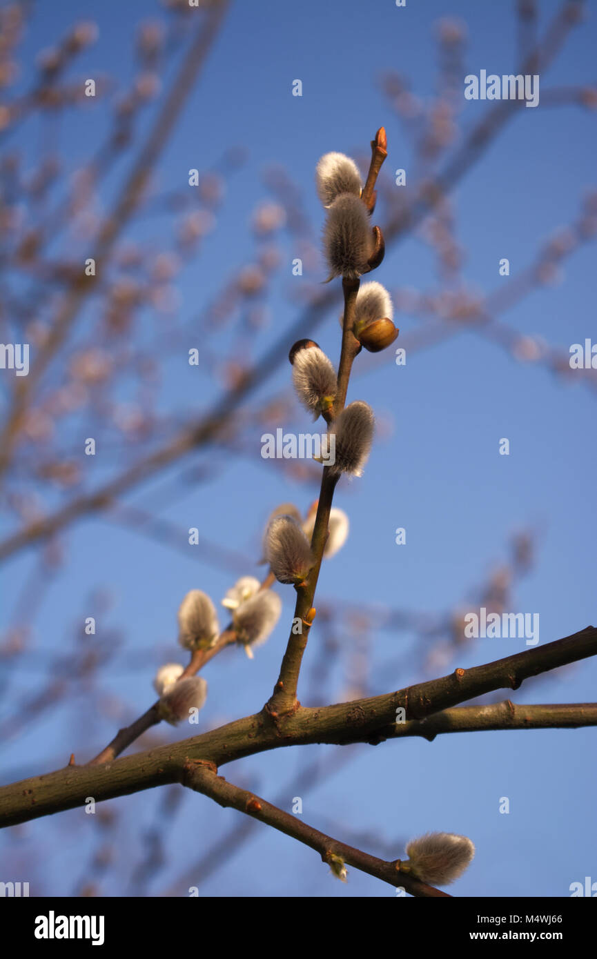 Branche de saule chatte printemps avec des bourgeons blancs Banque D'Images