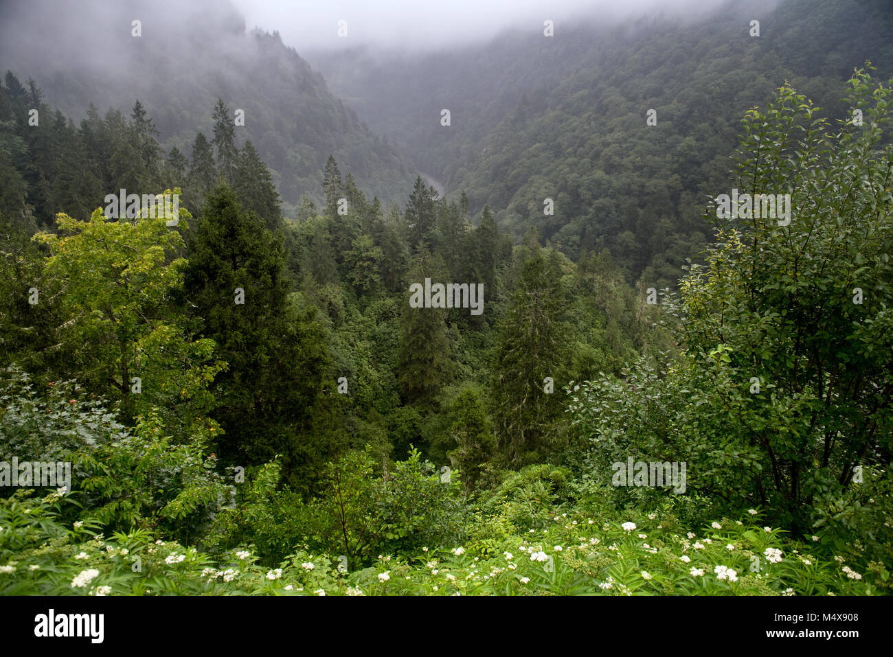La forêt pluvieuse de parc national Kackar sont situés dans Camlihemsin, Rize, Turquie Banque D'Images