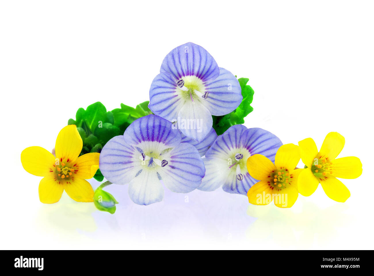 Composition fleurs de printemps Banque D'Images