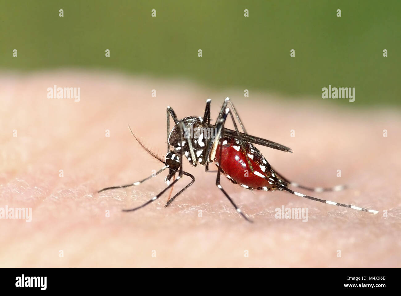 Moustique tigre (Aedes albopictus) pleine de sang, une espèce exotique se propager les maladies exotiques en Europe Banque D'Images