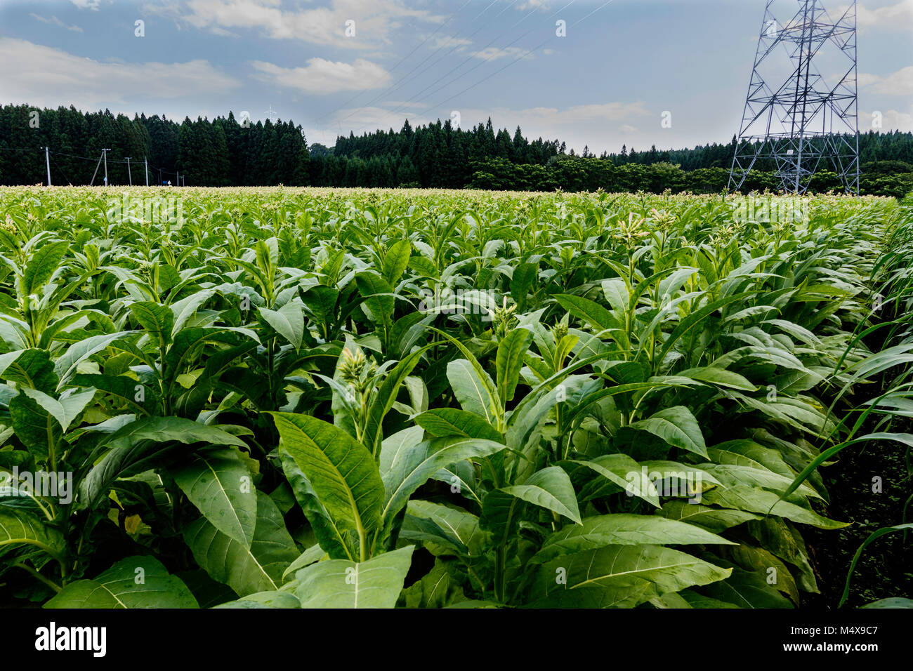 Champ de tabac dans le nord du Japon Banque D'Images