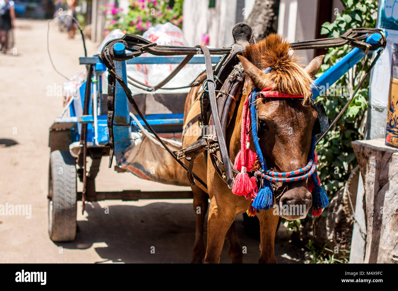 L'Indonésie, Lombok, Gili archipel, Gili Air, le seul moyen de transport est le cidomo, calèche Banque D'Images