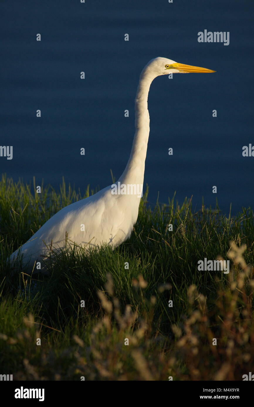 Aigrette Banque D'Images