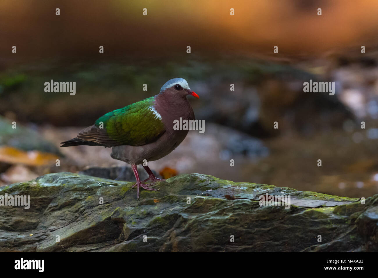 La colombe émeraude émeraude Asiatique, colombe, ou gris colombe émeraude enneigées (Chalcophaps indica) est un pigeon qui est un résident d'oiseaux reproduction généralisée Banque D'Images