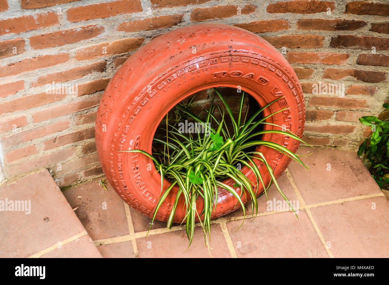 Pneu recyclé en jardin, peint en orange avec plante araignée. Situé contre le mur de briques rouges en terre cuite et carrelage. Banque D'Images
