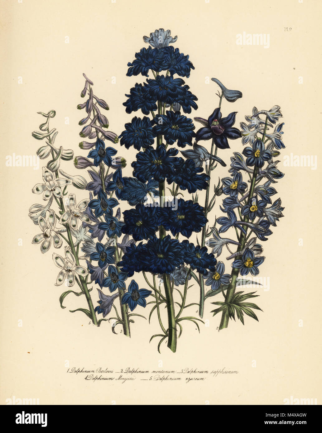M. Barlow's larkspur, delphinium, barlowii mountain larkspur, D. montana, abeille delphinium variable, D. sapphirinum, Monsieur Menzies larkspur, D. menziesii, et d'azur larkspur, D. azureum. Handfinished chromolithographie par Henry Noel Humphreys après une illustration par Jane Loudon de Loudon Madame Jane's Ladies jardin fleuri de plantes ornementales vivaces, William S. Orr, Londres, 1849. Banque D'Images