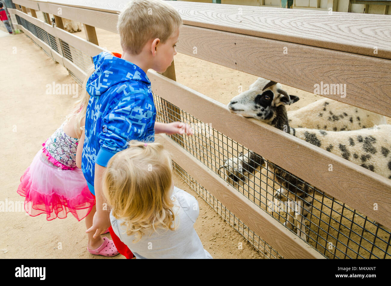 Les enfants font face à une chèvre dans un zoo au Zoo du Comté d'Orange. Banque D'Images