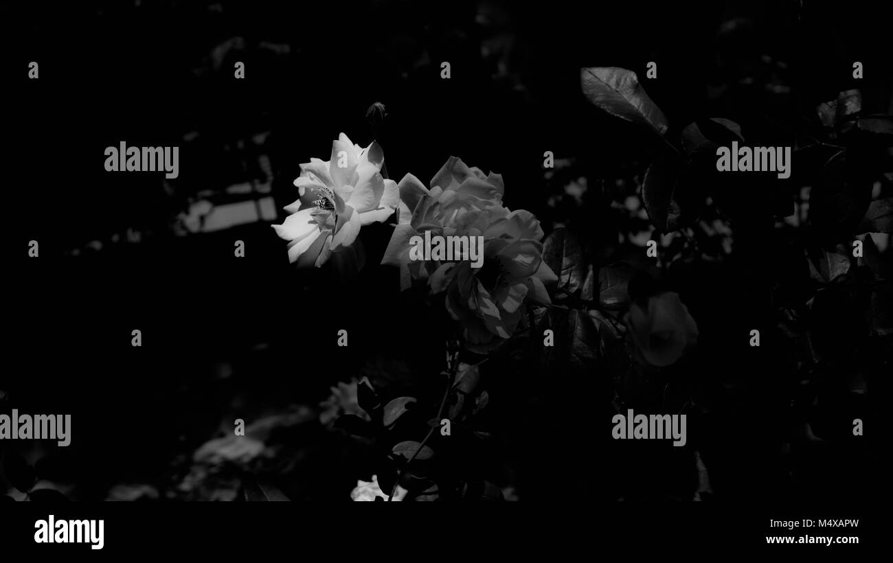 Fleur de lumière Banque D'Images