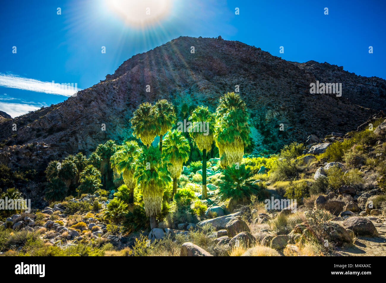 Rayons de soleil sur les palmiers à Fortynine Palms Oasis trail dans le parc national Joshua Tree, Twentynine Palms, CA, USA. Banque D'Images