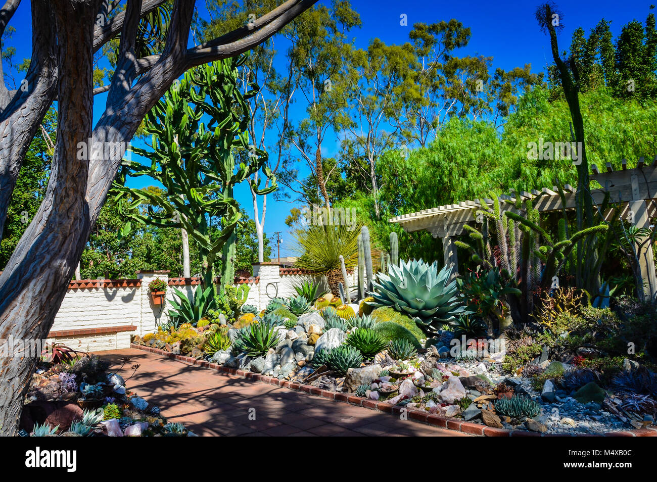 Grande collection de cactus et plantes succulentes au Sherman Library et jardins, un monument côtières dans le sud de la Californie. Banque D'Images