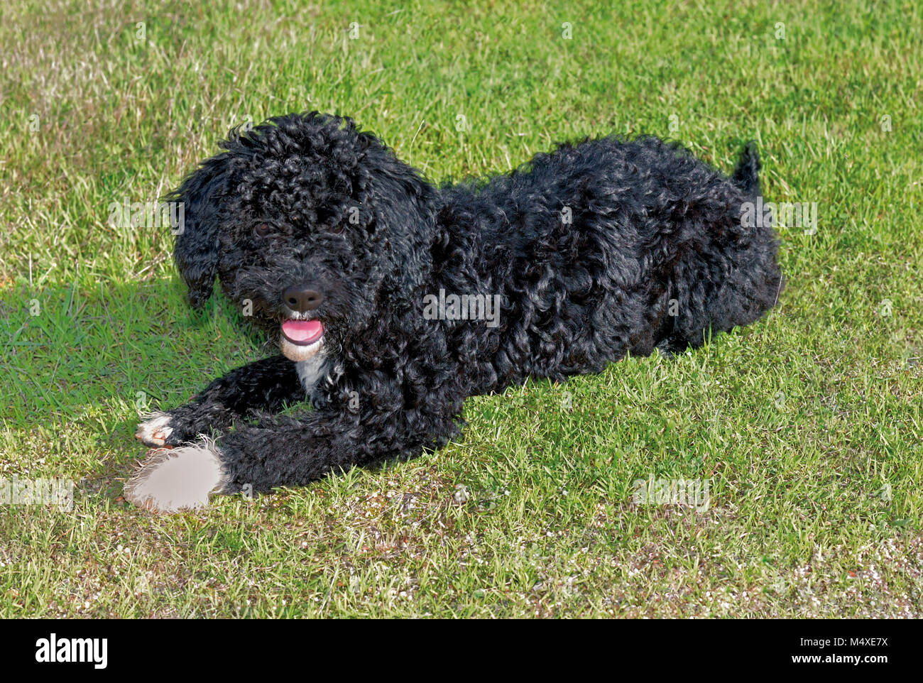 Jeune chien d'eau portugais noir allongé dans l'herbe et à la recherche à l'appareil photo Banque D'Images